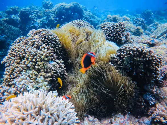 PADI Open Water Certification Florida